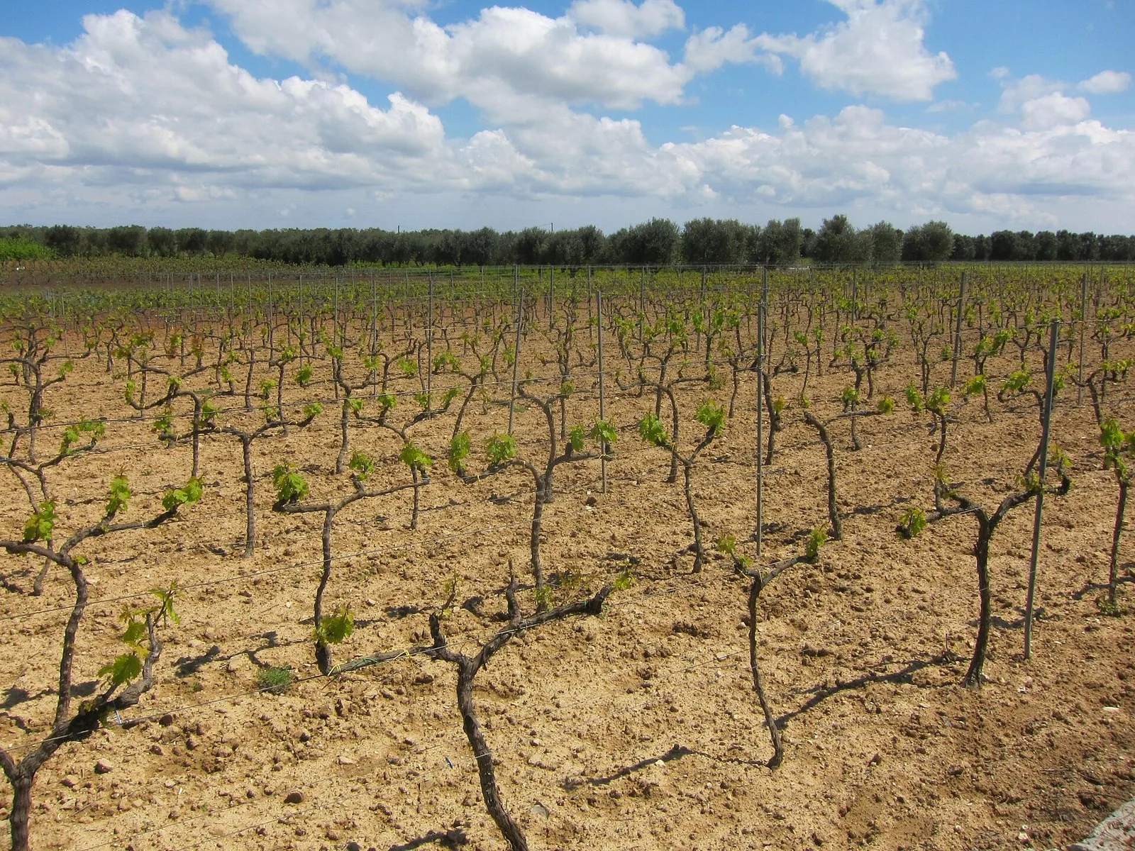 Filari di viti ad alberello in un vigneto salentino